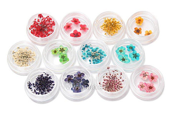 Сухоцветы в ассортименте 